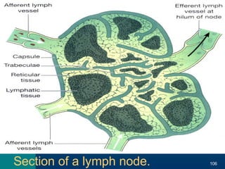 Section of a lymph node. 106
 