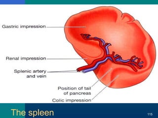 The spleen 115
 