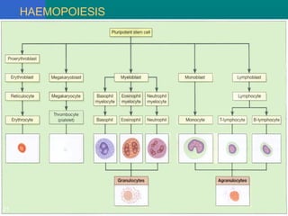 HAEMOPOIESIS
21
 