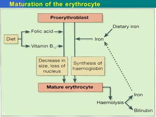 Maturation of the erythrocyte
31
 