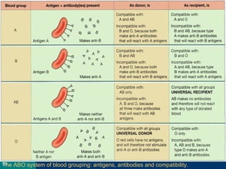 The ABO system of blood grouping: antigens, antibodies and compatibility.50
 
