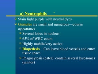 .a) Neutrophils
 Stain light purple with neutral dyes
 Granules are small and numerous—course
appearance
 Several lobes in nucleus
 65% of WBC count
 Highly mobile/very active
 Diapedesis—Can leave blood vessels and enter
tissue space
 Phagocytosis (eater), contain several lysosomes
(janitor)
 