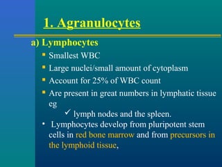 1. Agranulocytes
a) Lymphocytes
 Smallest WBC
 Large nuclei/small amount of cytoplasm
 Account for 25% of WBC count
 Are present in great numbers in lymphatic tissue
eg
 lymph nodes and the spleen.
• Lymphocytes develop from pluripotent stem
cells in red bone marrow and from precursors in
the lymphoid tissue,
 