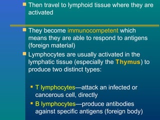  Then travel to lymphoid tissue where they are
activated
 They become immunocompetent which
means they are able to respond to antigens
(foreign material)
 Lymphocytes are usually activated in the
lymphatic tissue (especially the Thymus) to
produce two distinct types:
 T lymphocytes—attack an infected or
cancerous cell, directly
 B lymphocytes—produce antibodies
against specific antigens (foreign body)
 