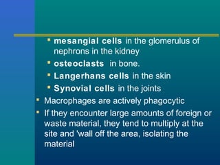  mesangial cells in the glomerulus of
nephrons in the kidney
 osteoclasts in bone.
 Langerhans cells in the skin
 Synovial cells in the joints
 Macrophages are actively phagocytic
 If they encounter large amounts of foreign or
waste material, they tend to multiply at the
site and 'wall off the area, isolating the
material
 