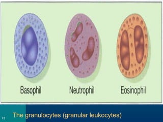 The granulocytes (granular leukocytes)73
 