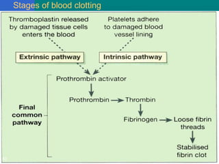 Stages of blood clotting
82
 
