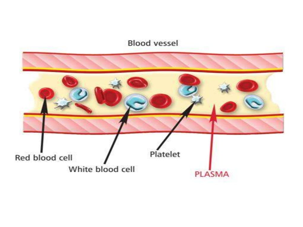 Blood and lymphatic system