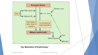 Prof. Mukul Sharma Medi-Caps University, Indore
Fig: Maturation of Erythrocytes 1
 