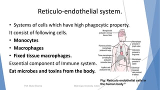 Reticulo-endothelial system.
• Systems of cells which have high phagocytic property.
It consist of following cells.
• Monocytes
• Macrophages
• Fixed tissue macrophages.
Essential component of Immune system.
Eat microbes and toxins from the body.
Prof. Mukul Sharma Medi-Caps University, Indore
Fig: Reticulo endothelial cells in
the human body 9
 