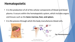 Hematopoietic
• It is the production of all of the cellular components of blood and blood
plasma. It occurs within the hematopoietic system, which includes organs
and tissues such as the bone marrow, liver, and spleen.
• It is the process through which the body manufactures blood cells.
Prof. Mukul Sharma
Medi-Caps University, Indore
Fig: Hemotopoiesis 14
 