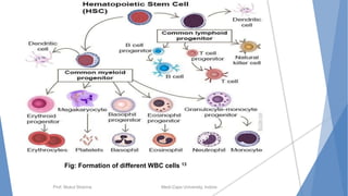 Prof. Mukul Sharma Medi-Caps University, Indore
Fig: Formation of different WBC cells 13
 