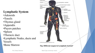 Blood and lymphatic system