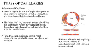 Blood and Lymphatic Vessels by Mrs Umeano.pptx