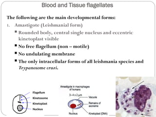 Blood and tissue flagellates (1).ppt full | PPT