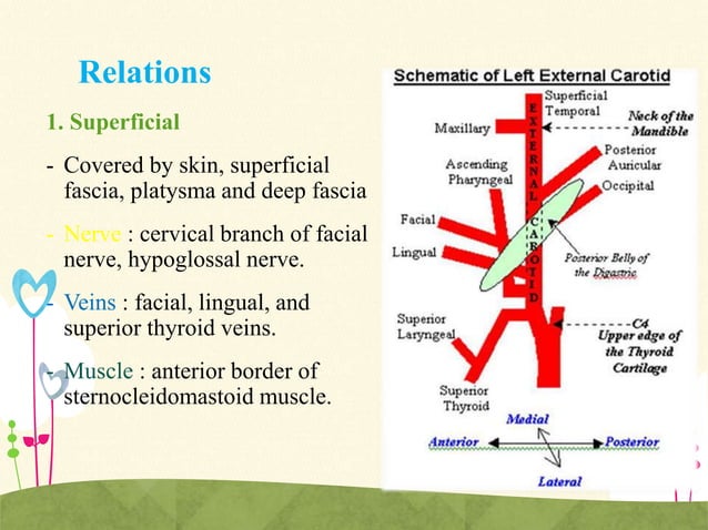 Blood and venous supply of head, neck and face | PPT