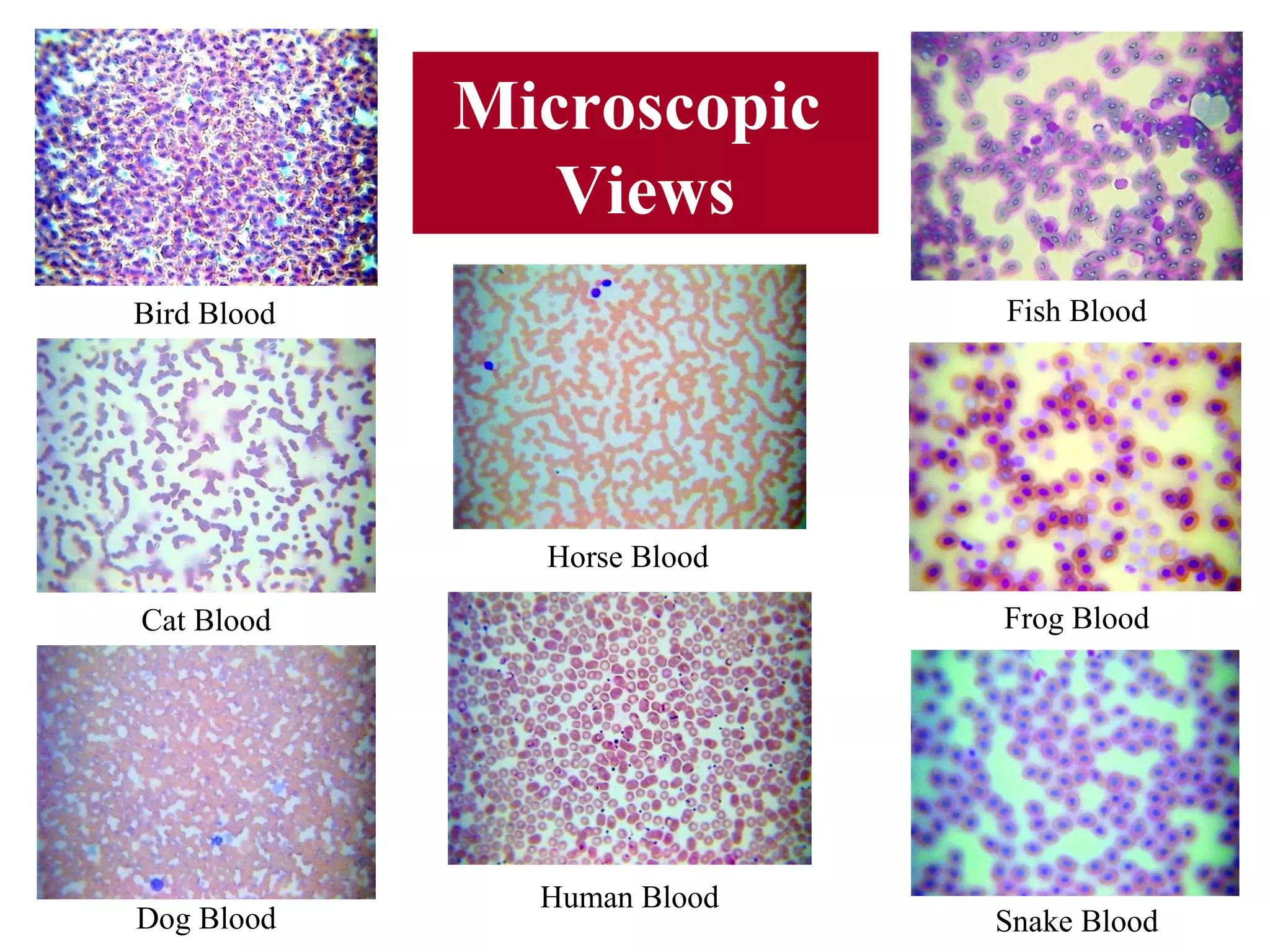 Microscopic
Views
Fish Blood

Bird Blood

Horse Blood
Frog Blood

Cat Blood

Dog Blood

Human Blood

Snake Blood

 