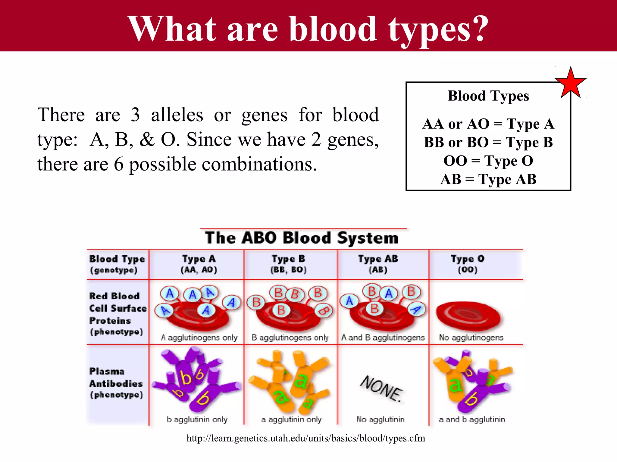 What are blood types?
There are 3 alleles or genes for blood
type: A, B, & O. Since we have 2 genes,
there are 6 possible combinations.

Blood Types
AA or AO = Type A
BB or BO = Type B
OO = Type O
AB = Type AB

http://learn.genetics.utah.edu/units/basics/blood/types.cfm

 