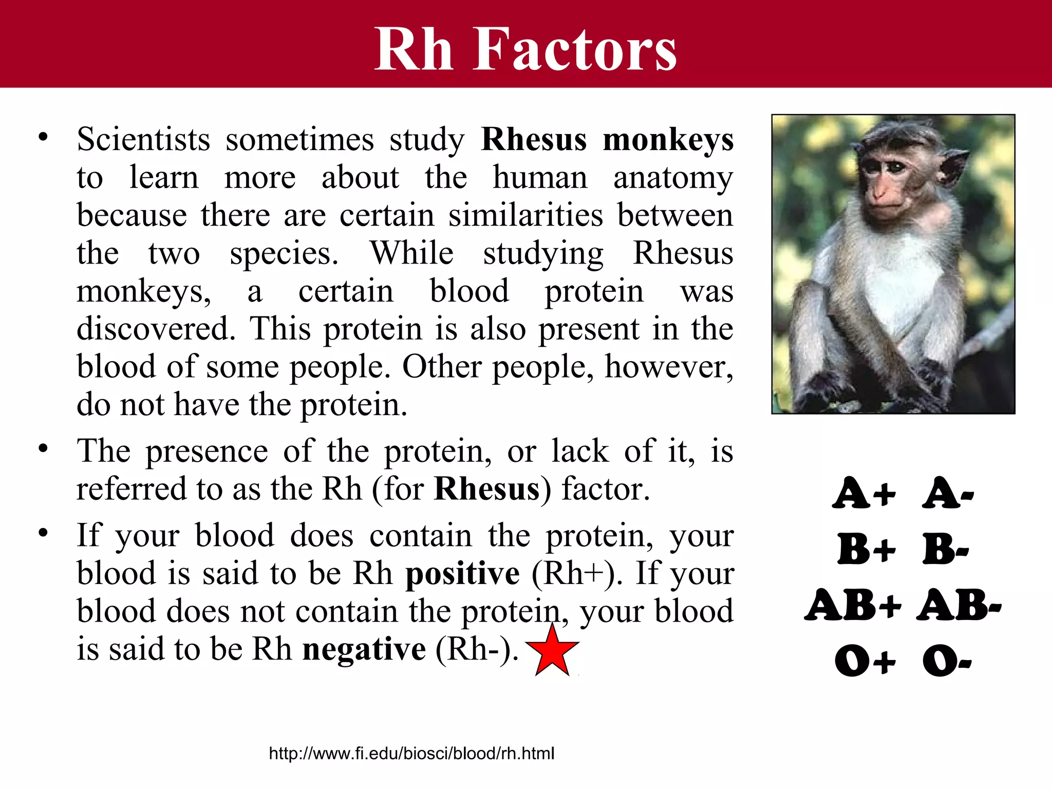 Rh Factors
• Scientists sometimes study Rhesus monkeys
to learn more about the human anatomy
because there are certain similarities between
the two species. While studying Rhesus
monkeys, a certain blood protein was
discovered. This protein is also present in the
blood of some people. Other people, however,
do not have the protein.
• The presence of the protein, or lack of it, is
referred to as the Rh (for Rhesus) factor.
• If your blood does contain the protein, your
blood is said to be Rh positive (Rh+). If your
blood does not contain the protein, your blood
is said to be Rh negative (Rh-).
http://www.fi.edu/biosci/blood/rh.html

A+ AB+ BAB+ ABO+ O-

 