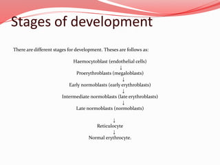 Stages of development
There are different stages for development. Theses are follows as:
Haemocytoblast (endothelial cells)
↓
Proerythroblasts (megaloblasts)
↓
Early normoblasts (early erythroblasts)
↓
Intermediate normoblasts (late erythroblasts)
↓
Late normoblasts (normoblasts)
↓
Reticulocyte
↓
Normal erythrocyte.
 
