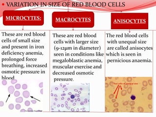  VARIATION IN SIZE OF RED BLOOD CELLS
MICROCYTES:
ANISOCYTESMACROCYTES
These are red blood
cells of small size
and present in iron
deficiency anemia,
prolonged force
breathing, increased
osmotic pressure in
blood
These are red blood
cells with larger size
(9-12µm in diameter)
seen in conditions like
megaloblastic anemia,
muscular exercise and
decreased osmotic
pressure.
The red blood cells
with unequal size
are called anisocytes
which is seen in
pernicious anaemia.
 