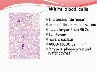 White blood cells
the bodies “defence”
part of the immune system
much larger than RBCs
far fewer
have a nucleus
4000-13000 per mm3
2 types: phagocytes and
lymphocytes
 
