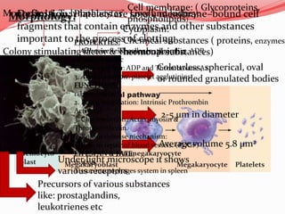  Definition: Platelets are small, membrane–bound cell
fragments that contain enzymes and other substances
important to the process of clotting.
Stem
cell
Developmental pathway
Hemocyto-
blast Megakaryoblast
Promegakaryocyte
Megakaryocyte Platelets
Influenced by:
Colony stimulating factor & Thrombopoietin
Liver and kidney:Monocytes & T- lymphocytesMorphology:
Cell membrane: ( Glycoproteins,
phospholipids)
Cytoplasm:
Chemical substances ( proteins, enzymes,
hormonal substances)
Colourless, spherical, oval
or rounded granulated bodies
2-5 µm in diameter
Average volume 5.8 µm2
Under light microscope it shows
various receptors
Precursors of various substances
like: prostaglandins,
leukotrienes etc
PROPERTIES:
1. Adhesiveness: collagen, thrombin, ADP,
calcium ions etc
2. Aggregation: ADP and Thromboxane A2.
3. Agglutination: platelet agglutinins
FUNCTIONS:
1. Hemostasis:
2. Blood coagulation: Intrinsic Prothrombin
Activator
3. Clot retraction: Actin, myosin &
Thrombosthenin.
4. Role in defense mechanism:
5. Role in repair of blood vessels: (PDGF)
LIFESPAN & FATE:
10 days.
Tissue macrophages system in spleen
 