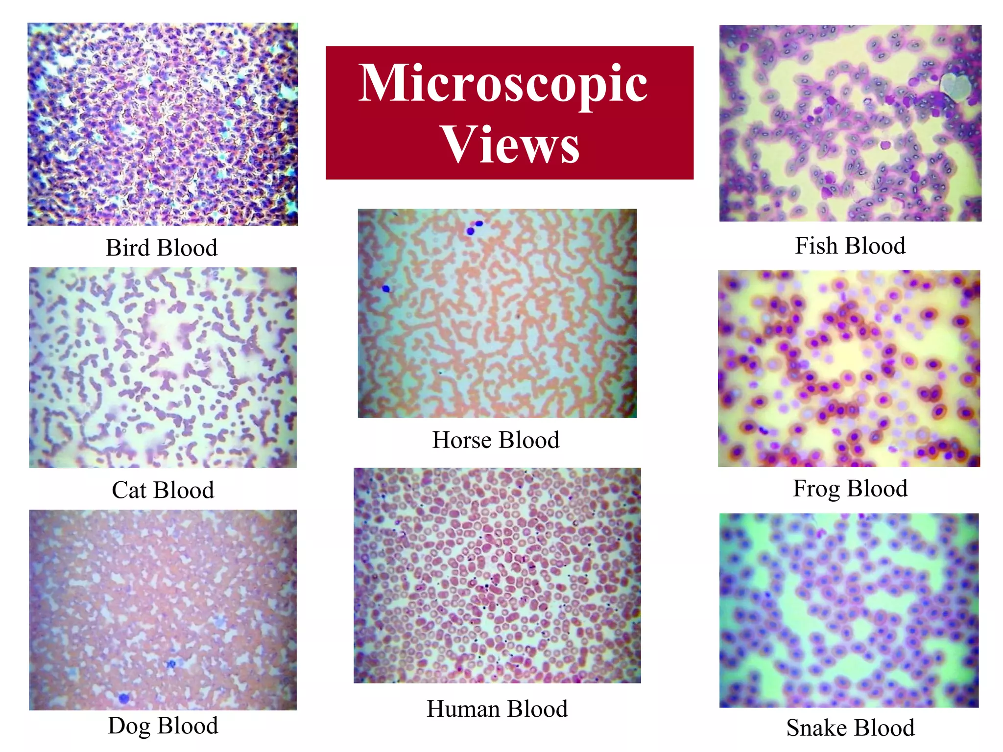 Blood basics presentation | PPT