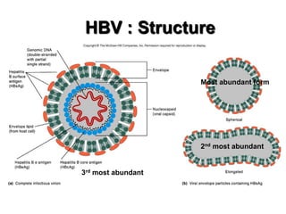 HBV : Structure
Most abundant form

2nd most abundant

3rd most abundant

 