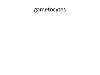 gametocytes
 