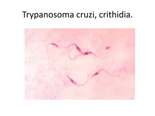 Trypanosoma cruzi, crithidia.
 