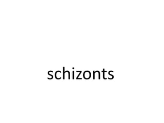 schizonts
 
