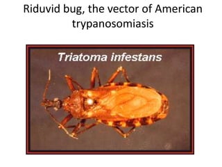 Riduvid bug, the vector of American
trypanosomiasis
 