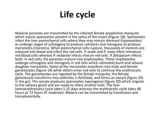 Life cycle
Malarial parasites are transmitted by the infected female anopheline mosquito
which injects sporozoites present in the saliva of the insect (Figure 18). Sporozoites
infect the liver parenchymal cells where they may remain dormant (hypnozoites)
or undergo stages of schizogony to produce schizonts and merogony to produce
merozoites (meronts). When parenchymal cells rupture, thousands of meronts are
released into blood and infect the red cells. P. ovale and P. vivax infect immature
red blood cells whereas P. malariae infects mature red cells. P. falciparum infects
both. In red cells, the parasites mature into trophozoites. These trophozoites
undergo schizogony and merogony in red cells which ultimately burst and release
daughter merozoites. Some of the merozoites transform into male and female
gametocytes (figure 19) while others enter red cells to continue the erythrocytic
cycle. The gametocytes are ingested by the female mosquito, the female
gametocyte transforms into ookinete, is fertilized, and forms an oocyst (figure 20)
in the gut. The oocyte produces sporozoites (sporogony) (figure 20) which migrate
to the salivary gland and are ready to infect another host. The liver
(extraerythrocytic) cycle takes 5-15 days whereas the erythrocytic cycle takes 48
hours or 72 hours (P. malariae). Malaria can be transmitted by transfusion and
transplacentally.
 