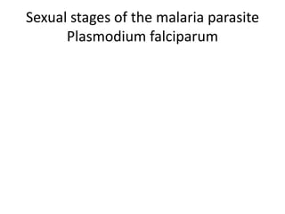Sexual stages of the malaria parasite
Plasmodium falciparum
 