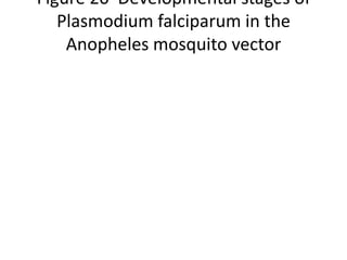 Figure 20 Developmental stages of
Plasmodium falciparum in the
Anopheles mosquito vector
 