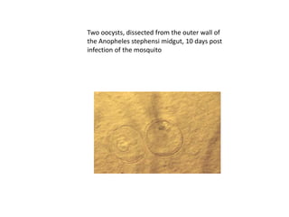 Two oocysts, dissected from the outer wall of
the Anopheles stephensi midgut, 10 days post
infection of the mosquito
 