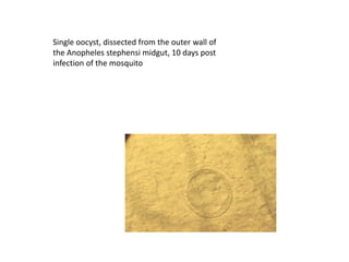 Single oocyst, dissected from the outer wall of
the Anopheles stephensi midgut, 10 days post
infection of the mosquito
 
