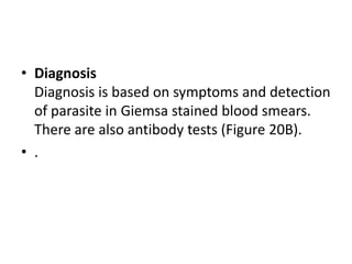 • Diagnosis
Diagnosis is based on symptoms and detection
of parasite in Giemsa stained blood smears.
There are also antibody tests (Figure 20B).
• .
 