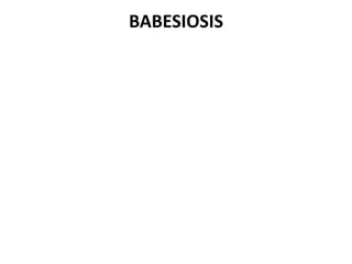BABESIOSIS
 