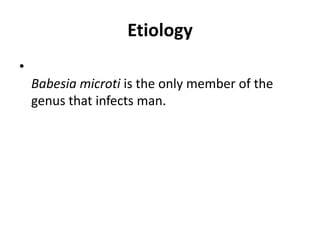 Etiology
•
Babesia microti is the only member of the
genus that infects man.
 