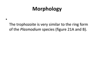 Morphology
•
The trophozoite is very similar to the ring form
of the Plasmodium species (figure 21A and B).
 