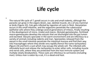 Life cycle
•
The natural life cycle of T. gondii occurs in cats and small rodents, although the
parasite can grow in the organs (brain, eye, skeletal muscle, etc.) of any mammal
or birds (Figure 22). Cats gets infected by ingestion of cysts in flesh. Decystation
occurs in the small intestine, and the organisms penetrate the submucosal
epithelial cells where they undergo several generations of mitosis, finally resulting
in the development of micro- (male) and macro- (female) gametocytes. Fertilized
macro-gametocytes develop into oocysts that are discharged into the gut lumen
and excreted. Oocysts sporulate in the warm environment and are infectious to a
variety of animals including rodents and man. Sporozoites released from the
oocyst in the small intestine penetrate the intestinal mucosa and find their way
into macrophages where they divide very rapidly (hence the name tachyzoites)
(figure 23) and form a cyst which may occupy the whole cell. The infected cells
ultimately burst and release the tachyzoites to enter other cells, including muscle
and nerve cells, where they are protected from the host immune system and
multiply slowly (bradyzoites). These cysts are infectious to carnivores (including
man). Unless man is eaten by a cat, it is a dead-end host.
 