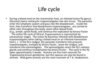 Life cycle
• During a blood meal on the mammalian host, an infected tsetse fly (genus
Glossina) injects metacyclic trypomastigotes into skin tissue. The parasites
enter the lymphatic system and pass into the bloodstream . Inside the
host, they transform into bloodstream trypomastigotes , are carried to
other sites throughout the body, reach other blood fluids
(e.g., lymph, spinal fluid), and continue the replication by binary fission
. The entire life cycle of African Trypanosomes is represented by
extracellular stages. The tsetse fly becomes infected with bloodstream
trypomastigotes when taking a blood meal on an infected mammalian
host (, ). In the fly’s midgut, the parasites transform into procyclic
trypomastigotes, multiply by binary fission , leave the midgut, and
transform into epimastigotes . The epimastigotes reach the fly’s salivary
glands and continue multiplication by binary fission . The cycle in the fly
takes approximately 3 weeks. Humans are the main reservoir for
Trypanosoma brucei gambiense, but this species can also be found in
animals. Wild game animals are the main reservoir of T. b. rhodesiense.
 