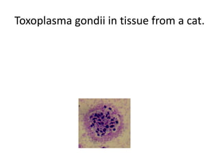 Toxoplasma gondii in tissue from a cat.
 