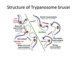 Structure of Trypanosome brucei
 