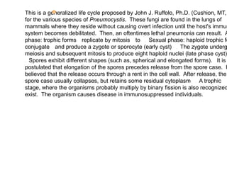 This is a generalized life cycle proposed by John J. Ruffolo, Ph.D. (Cushion, MT,
for the various species of Pneumocystis. These fungi are found in the lungs of
mammals where they reside without causing overt infection until the host's immun
system becomes debilitated. Then, an oftentimes lethal pneumonia can result. A
phase: trophic forms replicate by mitosis to . Sexual phase: haploid trophic fo
conjugate and produce a zygote or sporocyte (early cyst) . The zygote underg
meiosis and subsequent mitosis to produce eight haploid nuclei (late phase cyst)
. Spores exhibit different shapes (such as, spherical and elongated forms). It is
postulated that elongation of the spores precedes release from the spore case. I
believed that the release occurs through a rent in the cell wall. After release, the
spore case usually collapses, but retains some residual cytoplasm . A trophic
stage, where the organisms probably multiply by binary fission is also recognized
exist. The organism causes disease in immunosuppressed individuals.
 