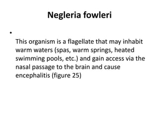 Negleria fowleri
•
This organism is a flagellate that may inhabit
warm waters (spas, warm springs, heated
swimming pools, etc.) and gain access via the
nasal passage to the brain and cause
encephalitis (figure 25)
 