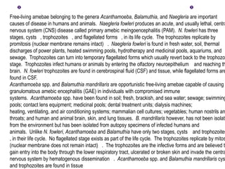 Free-living amebae belonging to the genera Acanthamoeba, Balamuthia, and Naegleria are important
causes of disease in humans and animals. Naegleria fowleri produces an acute, and usually lethal, centra
nervous system (CNS) disease called primary amebic meingoencephalitis (PAM). N. fowleri has three
stages, cysts , trophozoites , and flagellated forms , in its life cycle. The trophozoites replicate by
promitosis (nuclear membrane remains intact) . Naegleria fowleri is found in fresh water, soil, thermal
discharges of power plants, heated swimming pools, hydrotherapy and medicinal pools, aquariums, and
sewage. Trophozoites can turn into temporary flagellated forms which usually revert back to the trophozo
stage. Trophozoites infect humans or animals by entering the olfactory neuroepithelium and reaching th
brain. N. fowleri trophozoites are found in cerebrospinal fluid (CSF) and tissue, while flagellated forms are
found in CSF.
Acanthamoeba spp. and Balamuthia mandrillaris are opportunistic free-living amebae capable of causing
granulomatous amebic encephalitis (GAE) in individuals with compromised immune
systems. Acanthamoeba spp. have been found in soil; fresh, brackish, and sea water; sewage; swimming
pools; contact lens equipment; medicinal pools; dental treatment units; dialysis machines;
heating, ventilating, and air conditioning systems; mammalian cell cultures; vegetables; human nostrils an
throats; and human and animal brain, skin, and lung tissues. B. mandrillaris however, has not been isolate
from the environment but has been isolated from autopsy specimens of infected humans and
animals. Unlike N. fowleri, Acanthamoeba and Balamuthia have only two stages, cysts and trophozoites
, in their life cycle. No flagellated stage exists as part of the life cycle. The trophozoites replicate by mitos
(nuclear membrane does not remain intact) . The trophozoites are the infective forms and are believed to
gain entry into the body through the lower respiratory tract, ulcerated or broken skin and invade the centra
nervous system by hematogenous dissemination . Acanthamoeba spp. and Balamuthia mandrillaris cys
and trophozoites are found in tissue
 