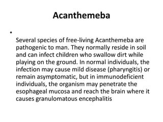 Acanthemeba
•
Several species of free-living Acanthemeba are
pathogenic to man. They normally reside in soil
and can infect children who swallow dirt while
playing on the ground. In normal individuals, the
infection may cause mild disease (pharyngitis) or
remain asymptomatic, but in immunodeficient
individuals, the organism may penetrate the
esophageal mucosa and reach the brain where it
causes granulomatous encephalitis
 